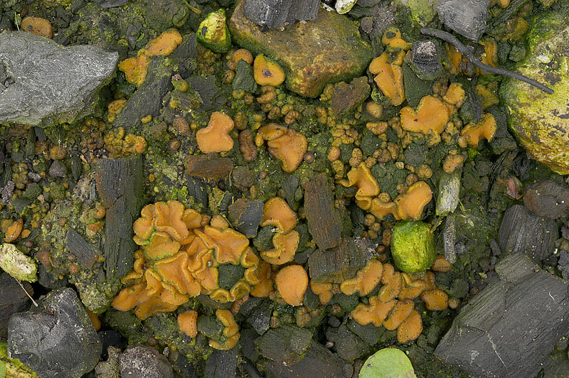 Anthracobia melaloma